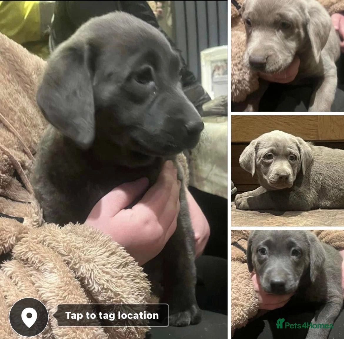 labrador puppies for sale leeds