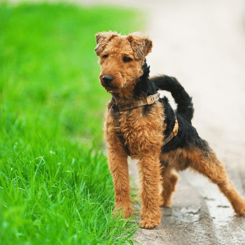 welsh terriers for sale uk