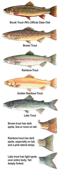 pa fish trout stocking schedule