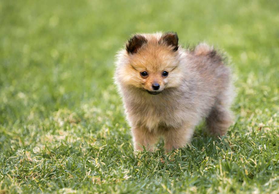 pomeranian puppies for sale near me