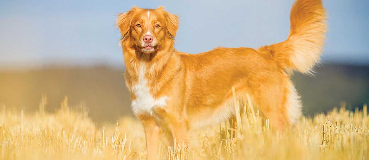 nova scotia tolling retriever puppies for sale