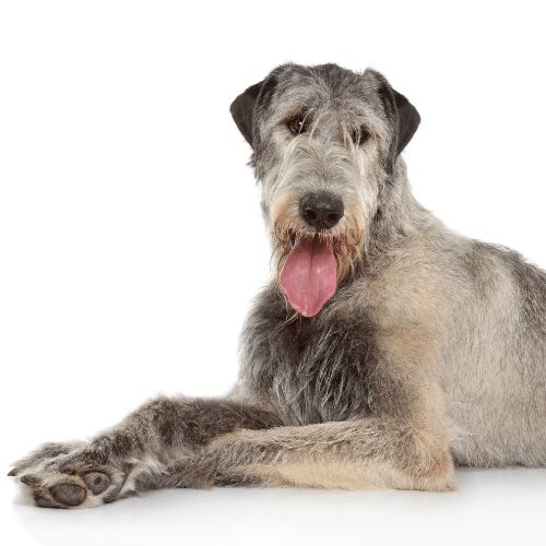 irish wolfhound puppy price