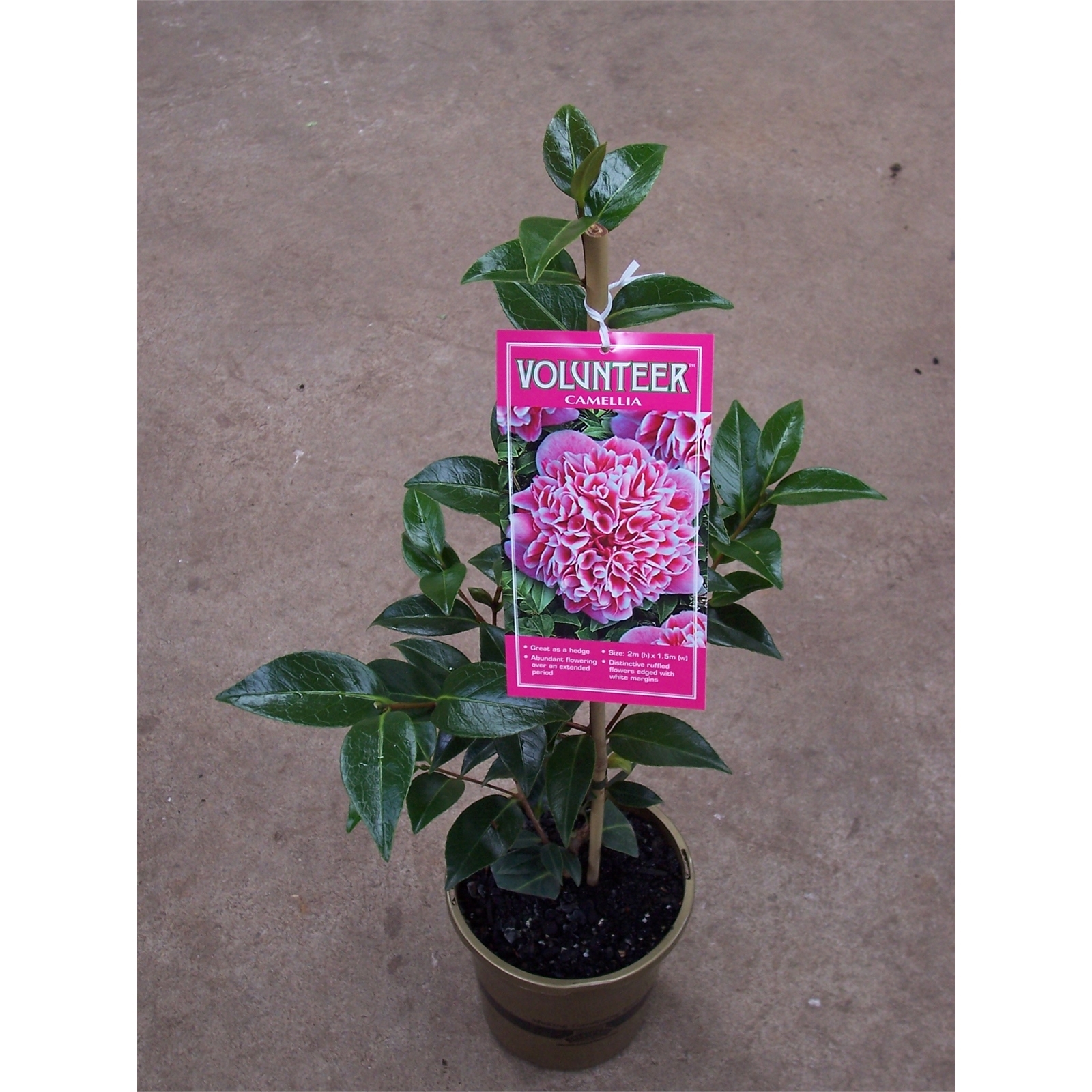 bunnings camellia