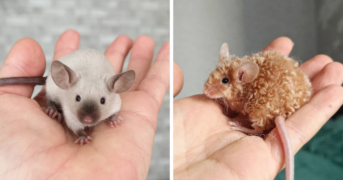 fancy mice for sale