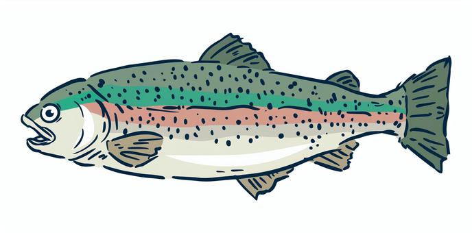 rainbow trout clipart