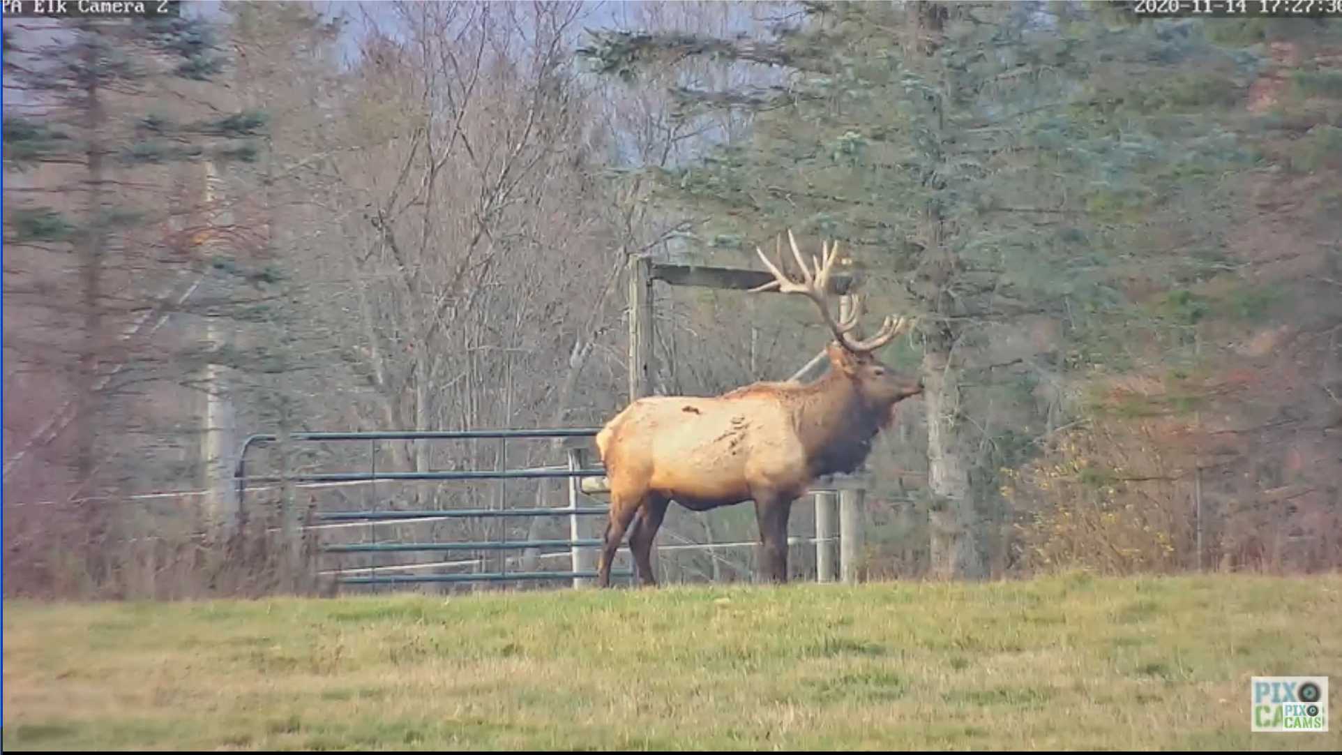 live elk cam in benezette pa