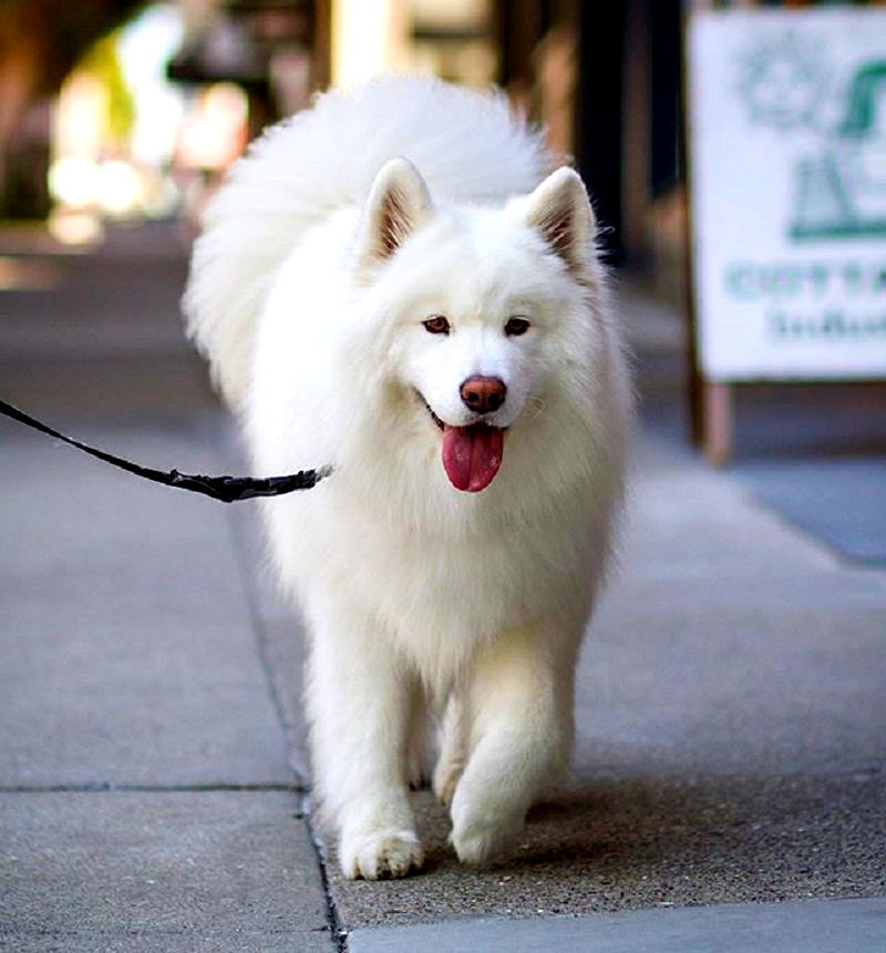 coconut rice bear dog breed