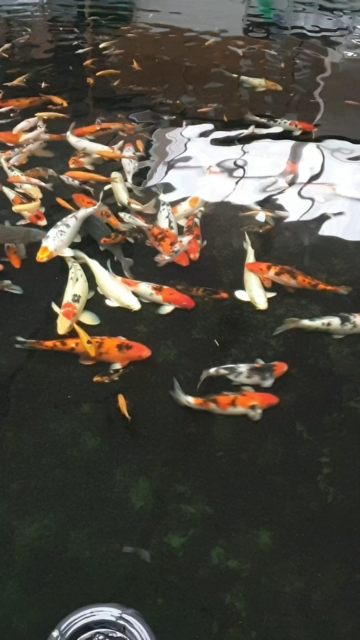 koi steppan