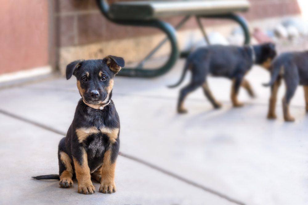 shepherd rottweiler cross