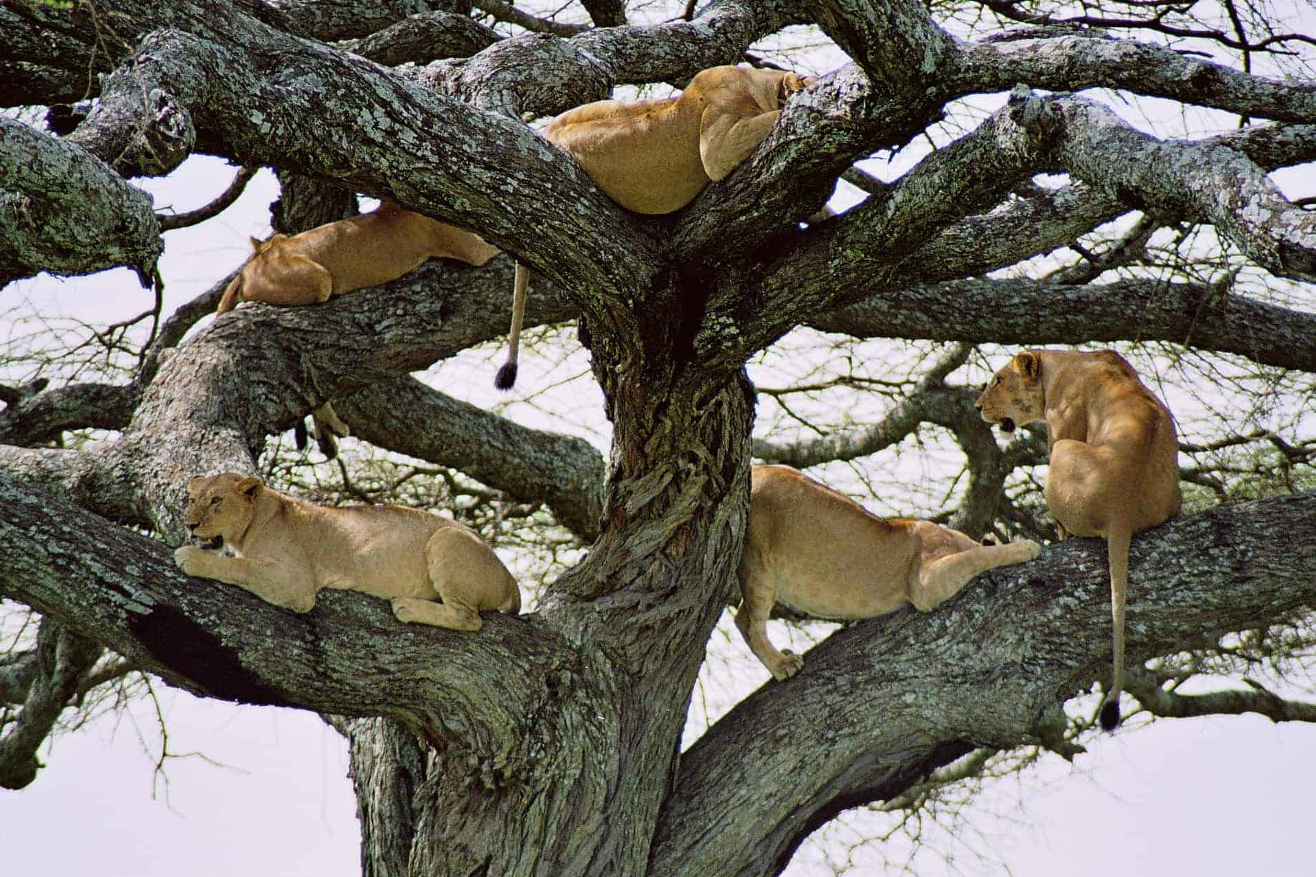 can lions climb trees