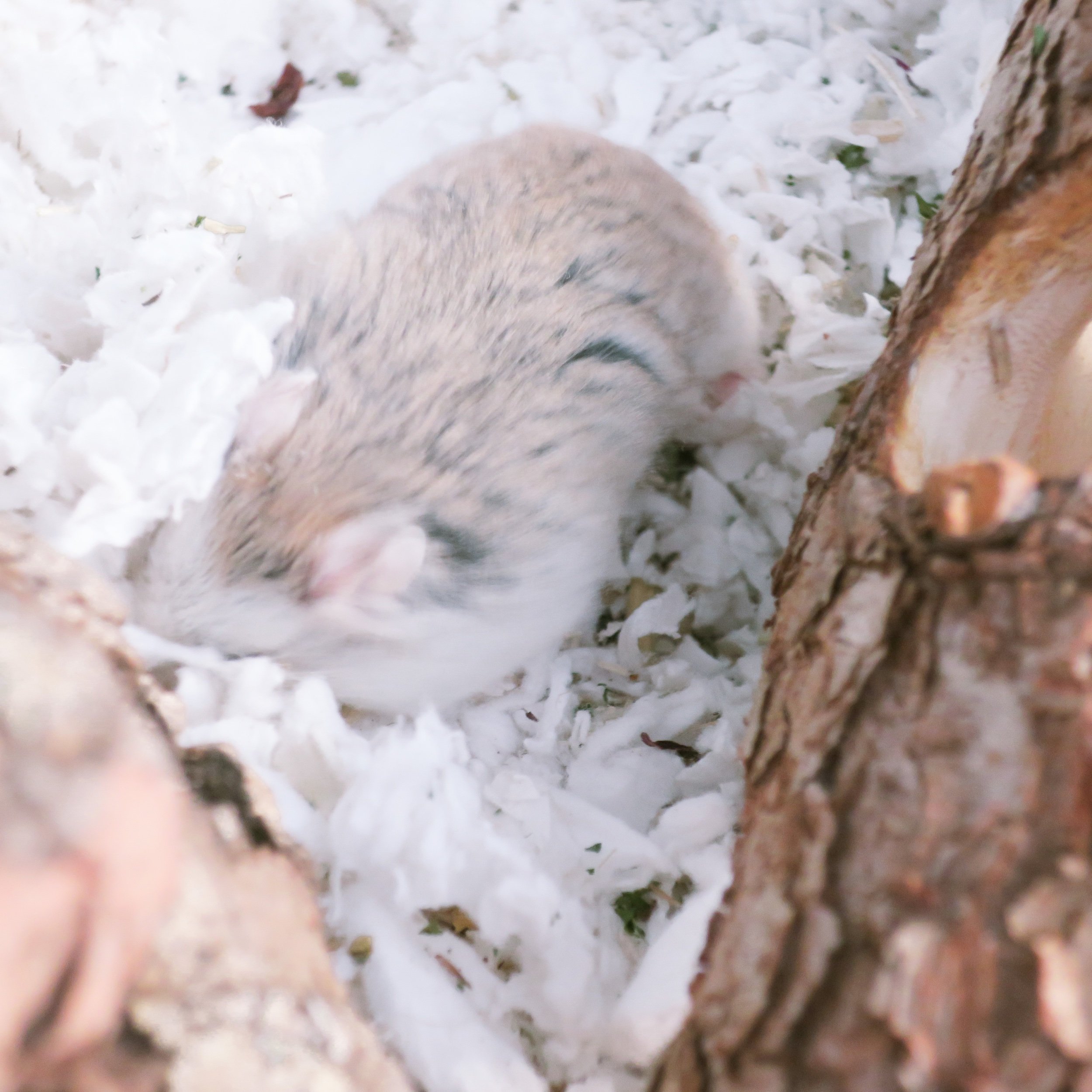 hamster live cams