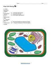 plant cell coloring key answers