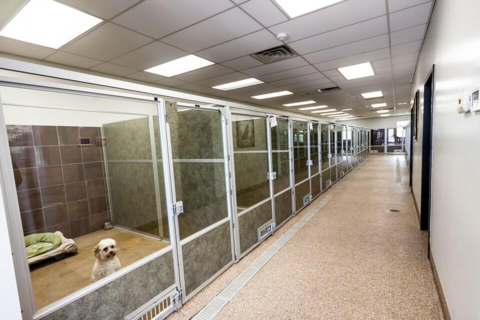 kennel near me