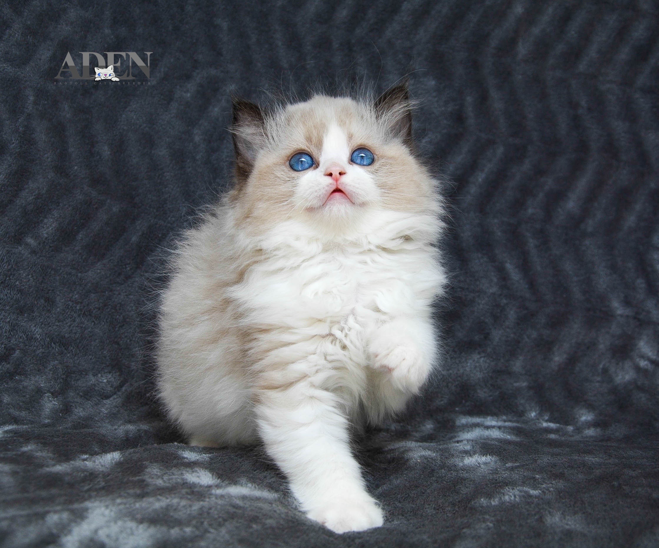 ragdoll kittens for sale ottawa