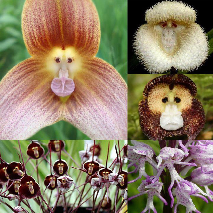 flowers with monkey faces