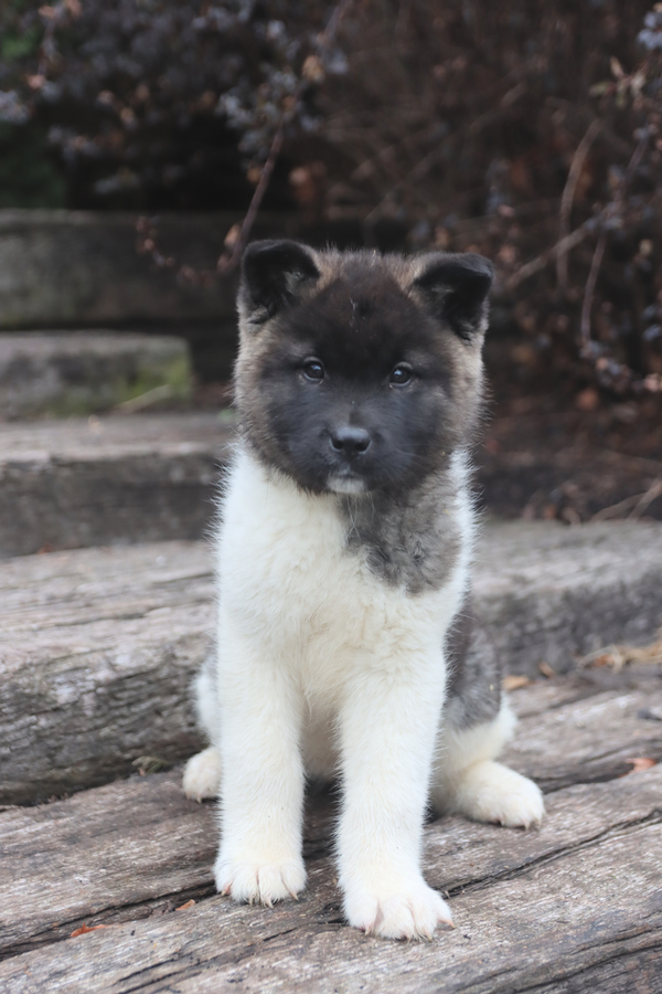 akita pups for sale