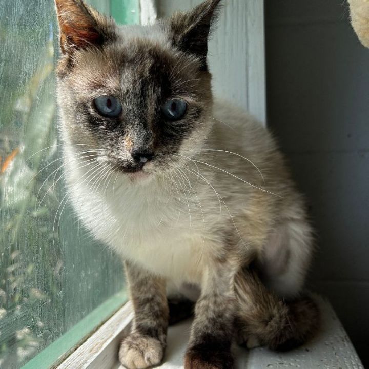 siamese cat rescue ontario