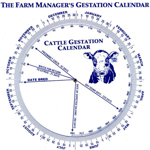 cow gestation period calculator