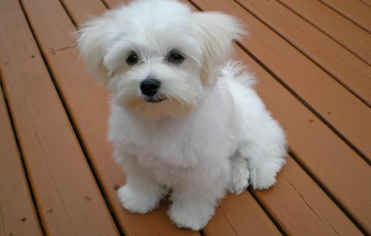 maltese terrier ekşi