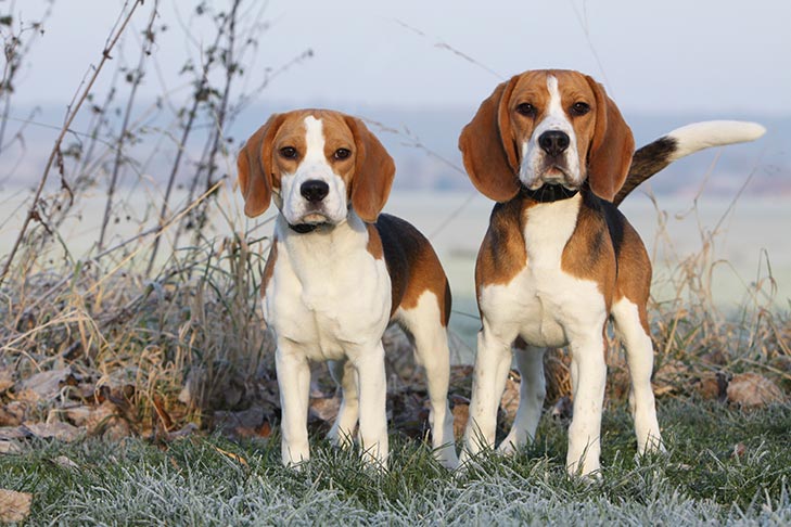 beagle dog characteristics