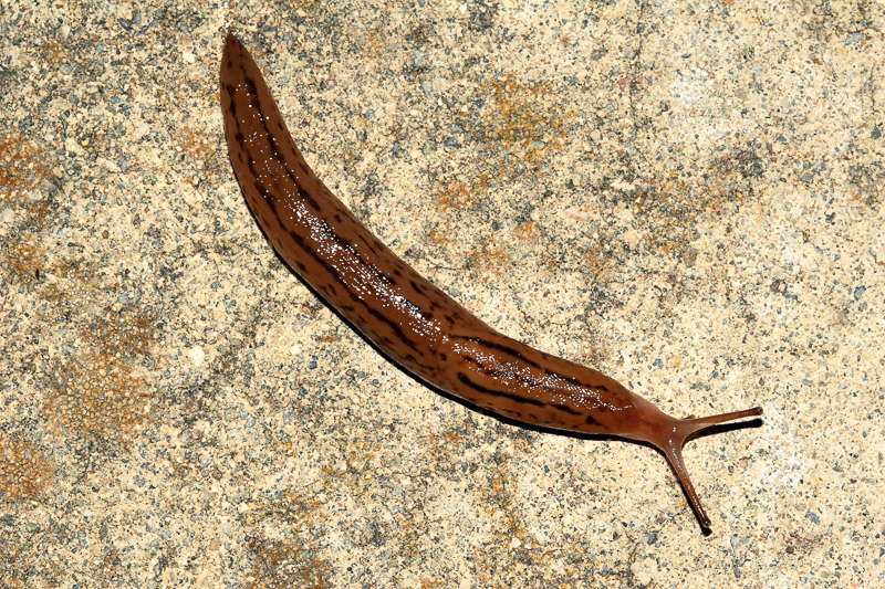 slug meaning in bengali