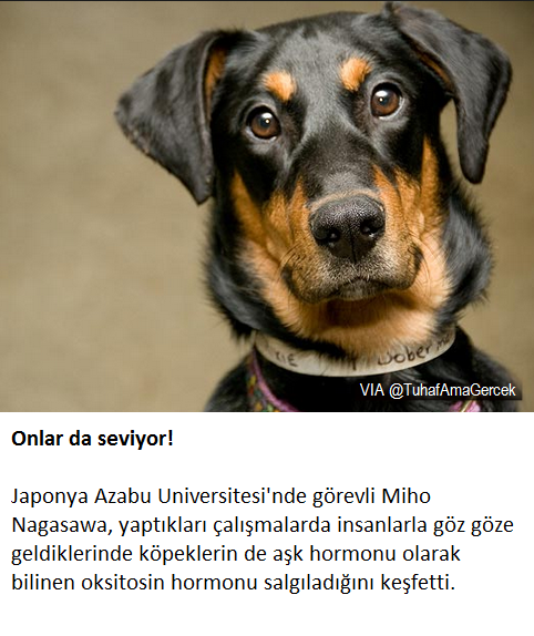 dober ne demek