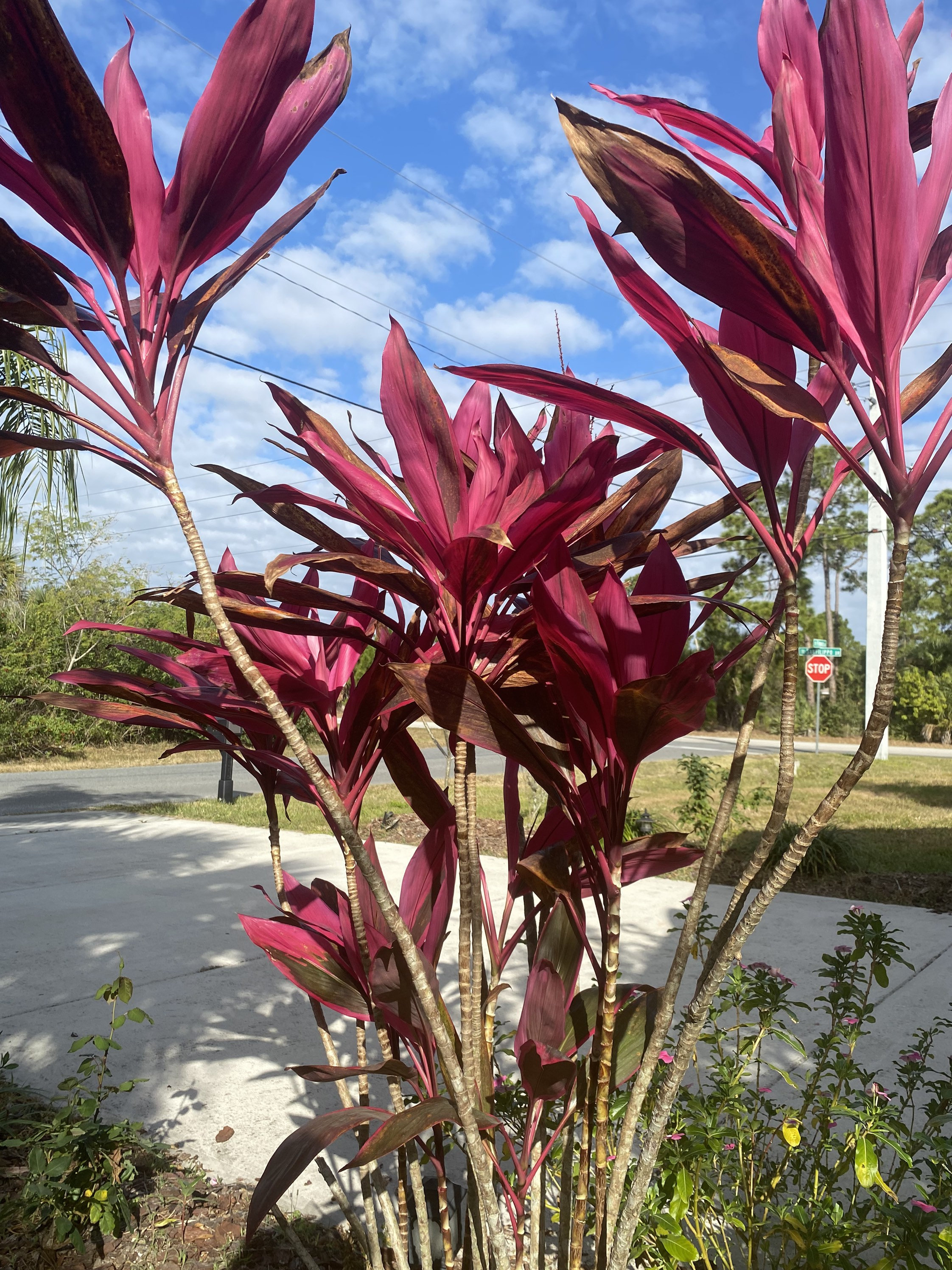 cordyline red sister plant