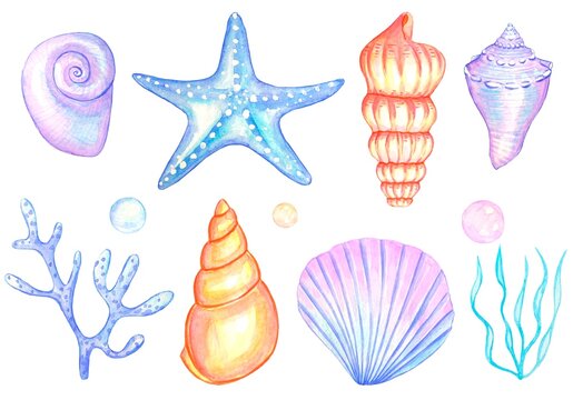 shells clipart