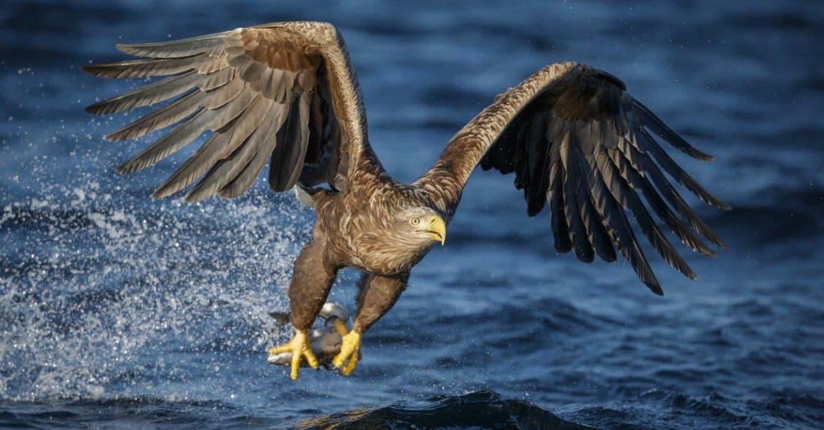 sea eagle 3 letters