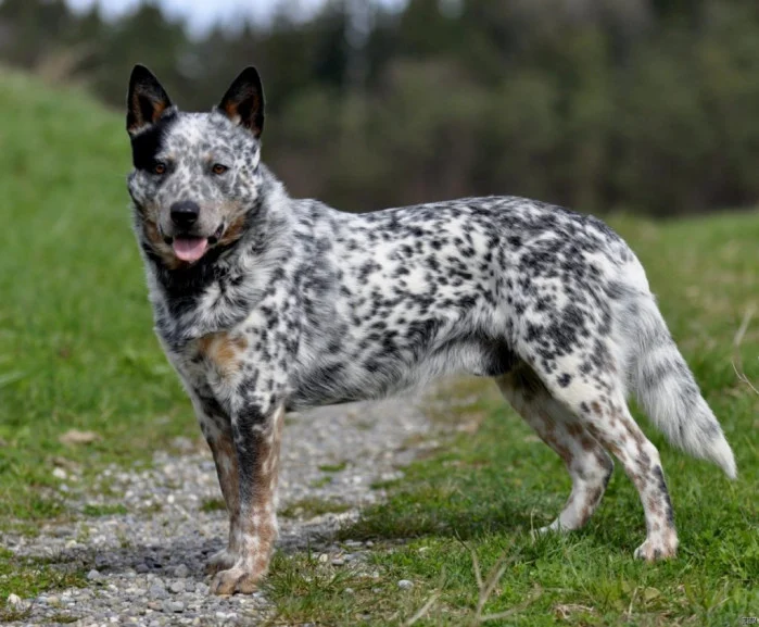 blue heeler australian