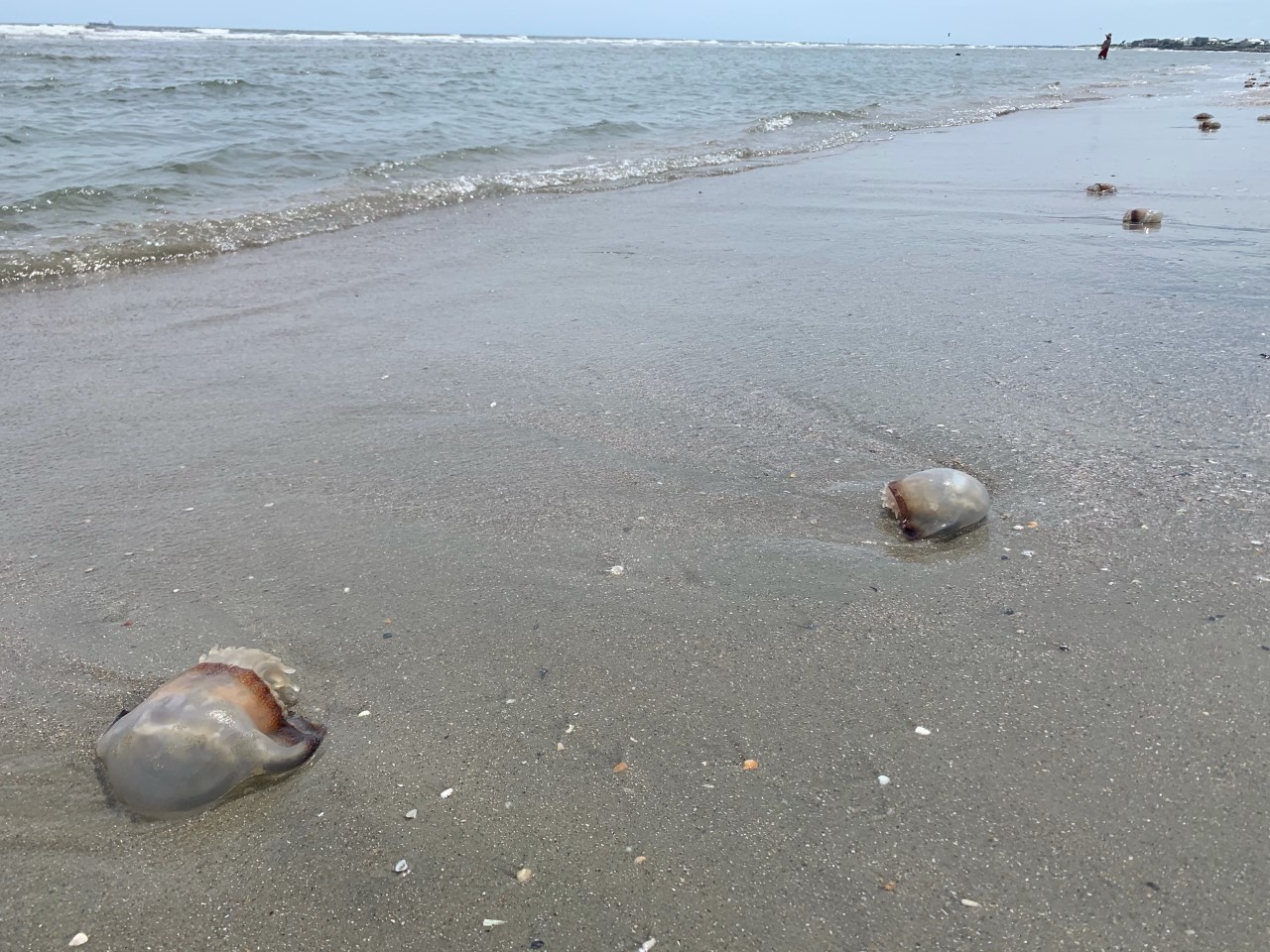 why are there so many dead jellyfish on myrtle beach