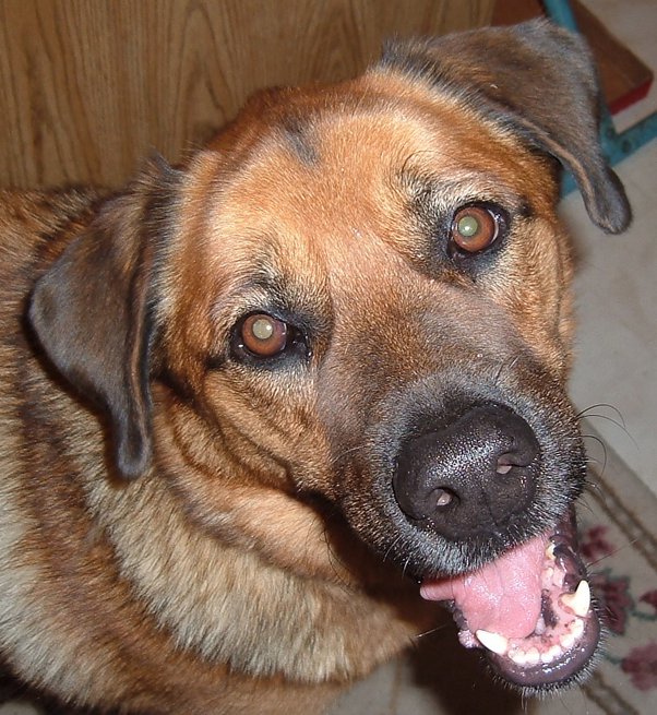 labrador mix with german shepherd