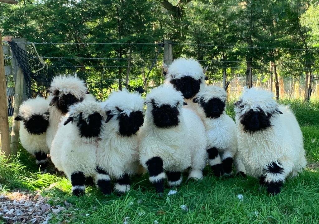 valais blacknose lambs for sale