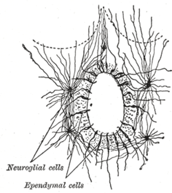 ependyma