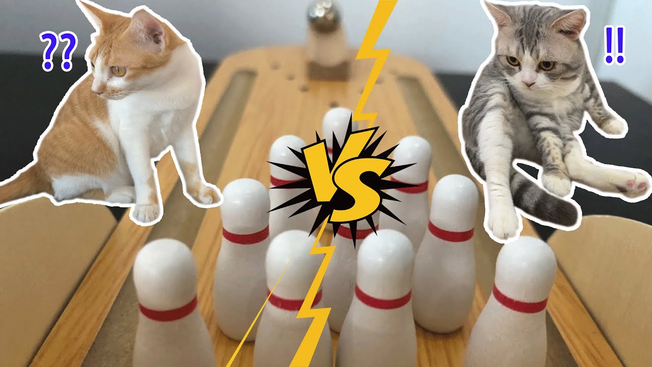 kitten bowling