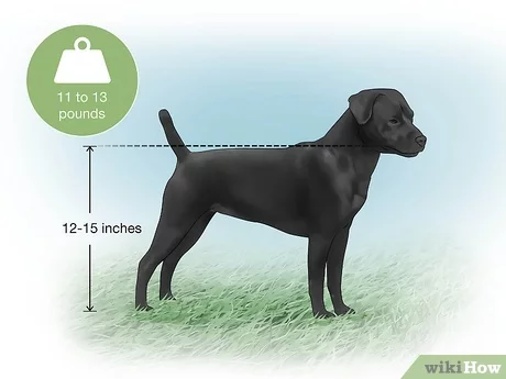 patterdale terrier characteristics