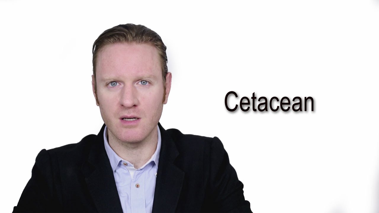 cetaceans pronunciation