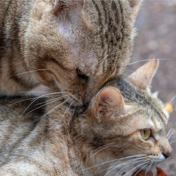 un gato esterilizado puede tener relaciones