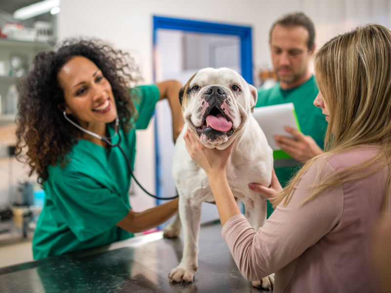 veterinary technician salary canada