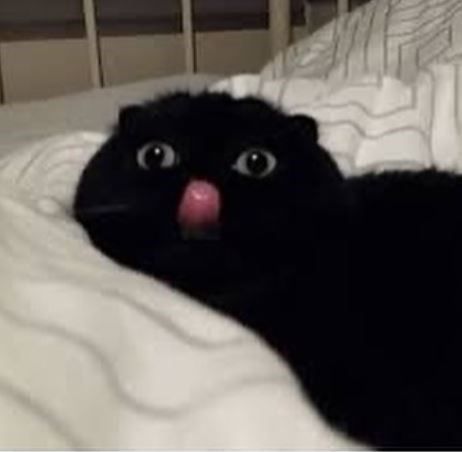 cursed cats images