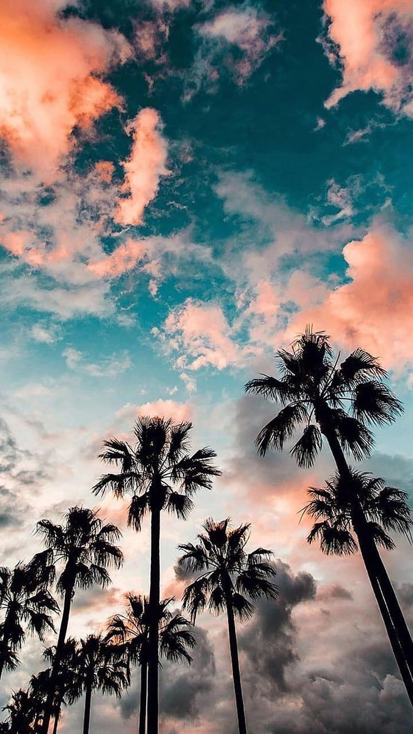 florida iphone wallpaper