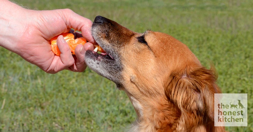 are dogs allowed tangerines