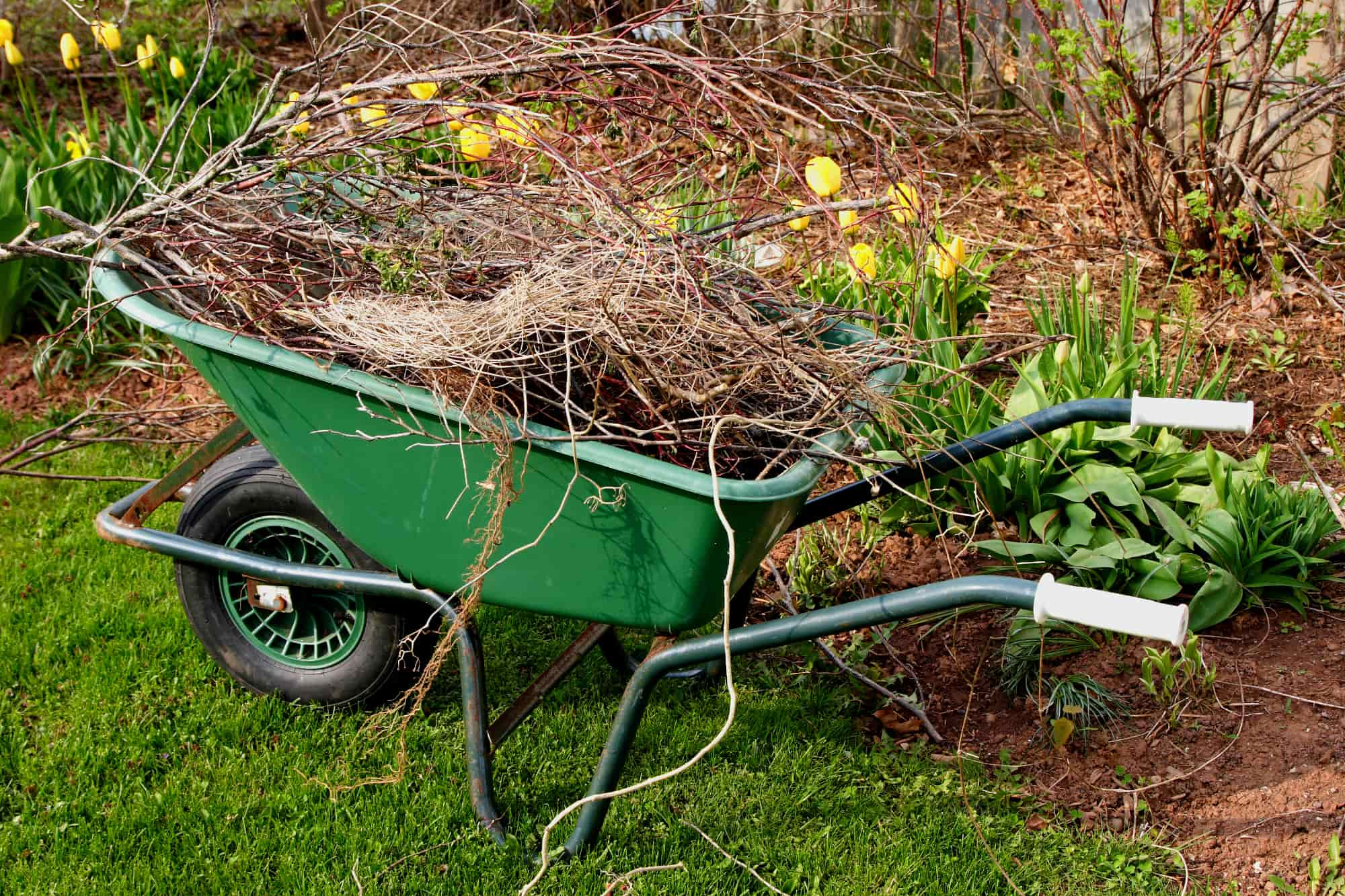 yard cleanup near me