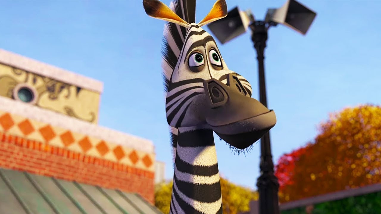 marty zebra madagascar