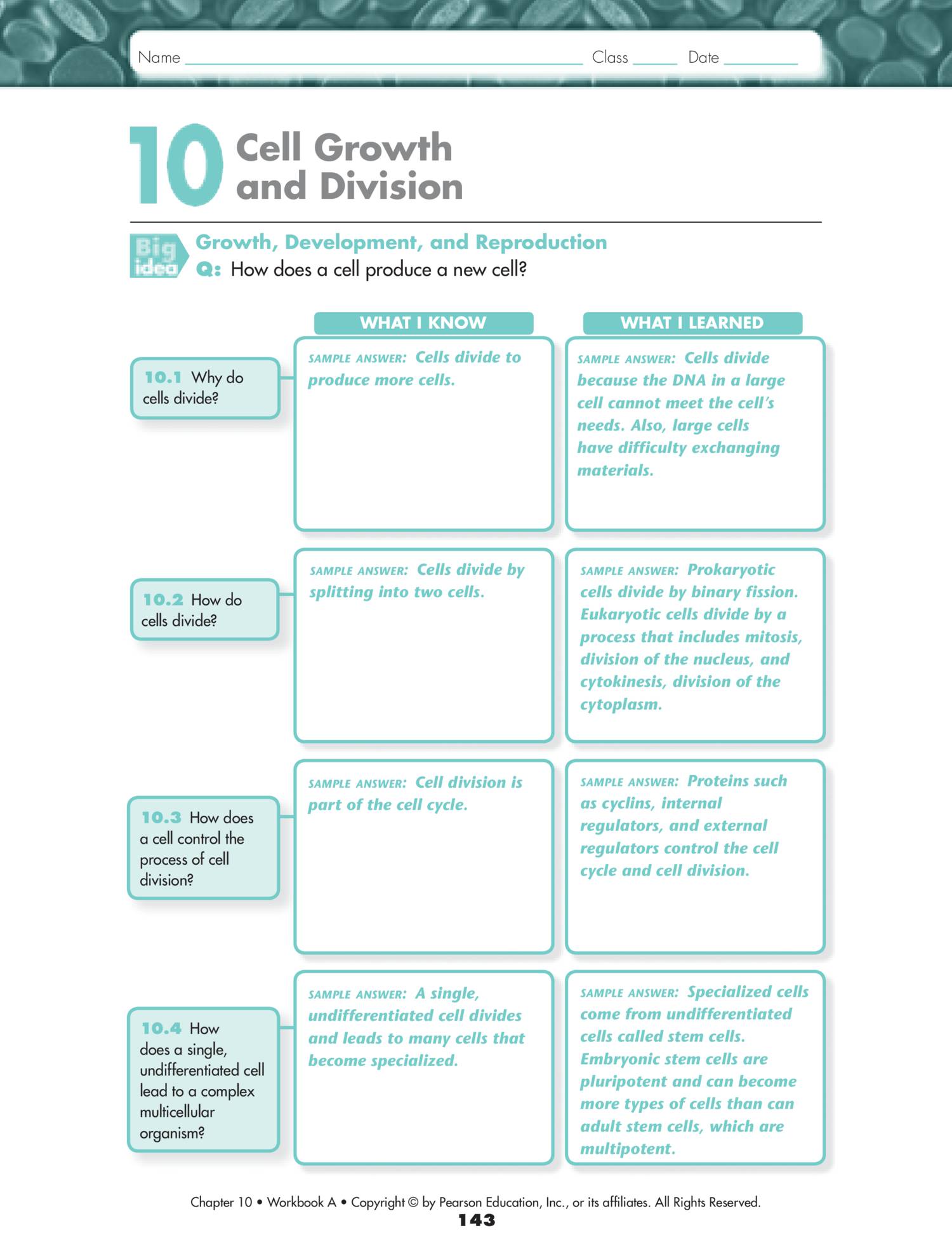 chapter 10 cell growth and division answer key pdf