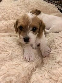 jack russell for sale devon