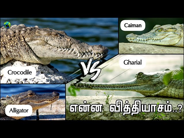 caiman vs crocodile vs alligator