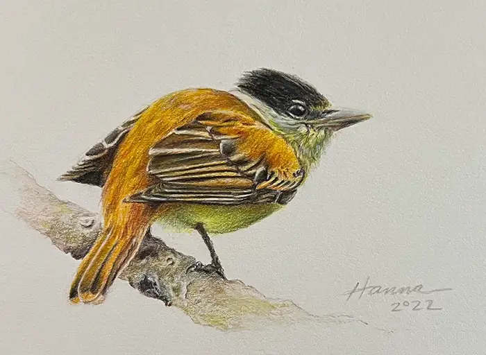 bird color drawing