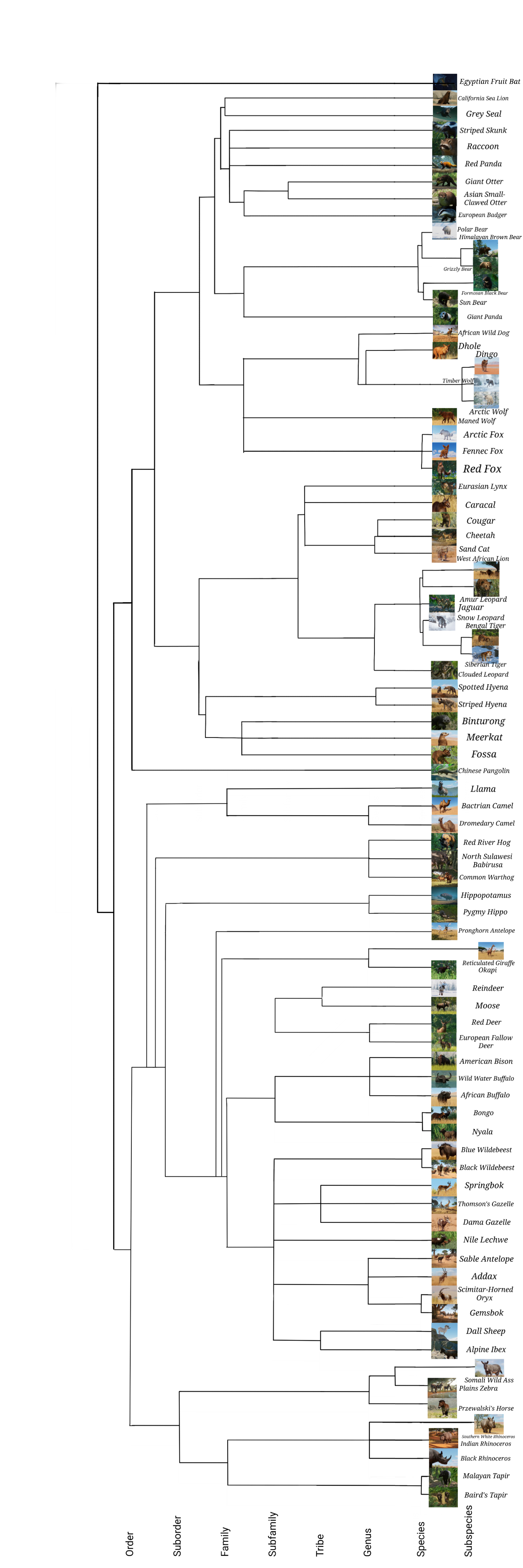 planet zoo family tree