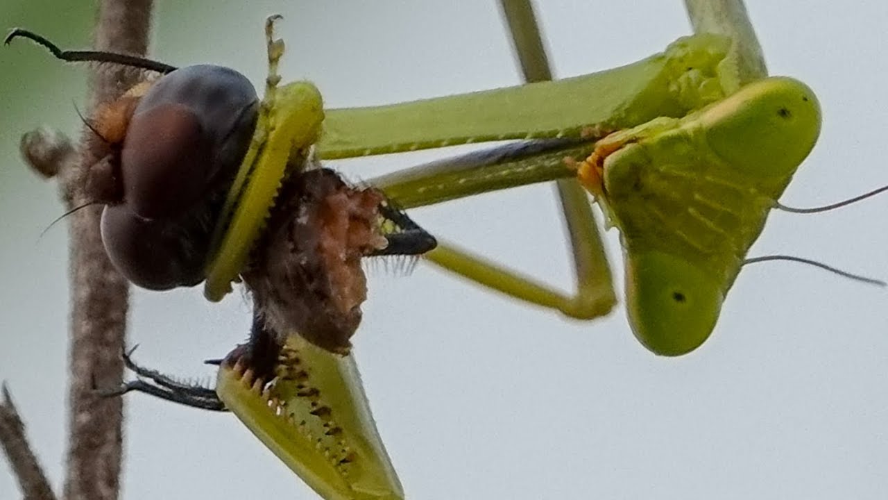 dragonfly vs praying mantis